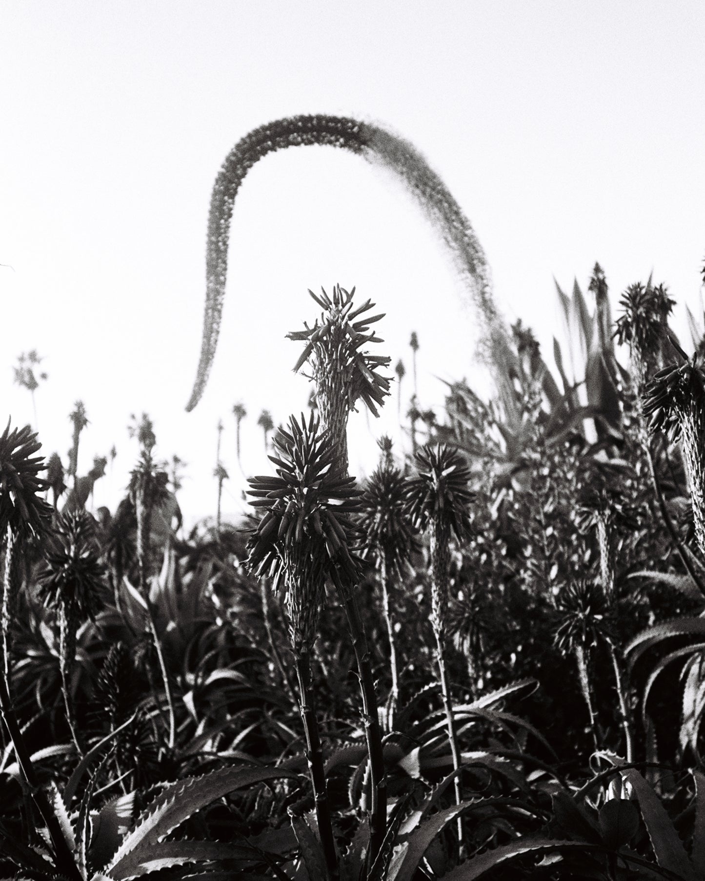 Yearning by the Beach