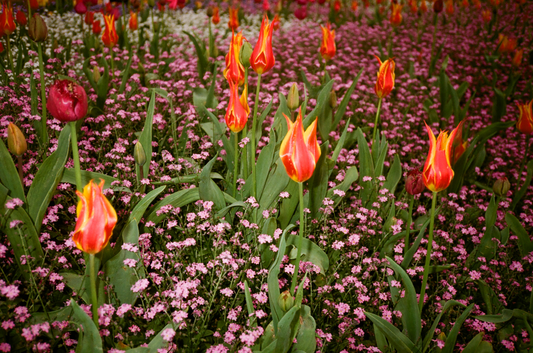 Flame Flowers